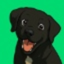 Luca Netz's Dog