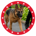 MAGA DOG (ATLAS) Live Price, Chart and Marketcap