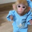 monke Live Price, Chart and Marketcap