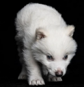New Ancient DNA Cloned Wolf (REMUS) Live Price, Chart and Marketcap