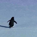 Nihilist Penguin Live Price, Chart and Marketcap
