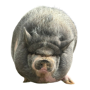 Nikepig Live Price, Chart and Marketcap