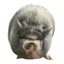 Nikepig
