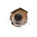 nose Live Price, Chart and Marketcap