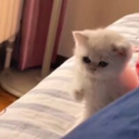 ONE PUNCH CAT Live Price, Chart and Marketcap