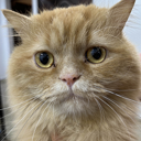 OSCAR (GOPRO CAT) Live Price, Chart and Marketcap