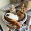 Peach and Pablo