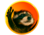Pedro the Raccoon