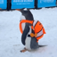 Buy penguin wif backpack