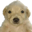 PERRO DINERO