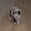 Petunia