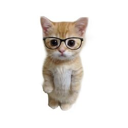 PHDKitty Live Price, Chart and Marketcap