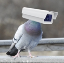 Pigeon Tech [OLD] (GOVAI) Live Price, Chart and Marketcap