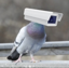 Pigeon Tech [OLD]