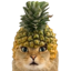 Pineapple Cat