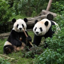 Ping Ping and Fu Shuang (熊猫) Live Price, Chart and Marketcap