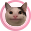 Polite Cat