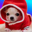 PUPPERS Live Price, Chart and Marketcap