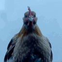 Retarded Chicken Live Price, Chart and Marketcap