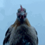Buy Retarded Chicken