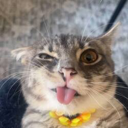 Rigby The Cat Live Price, Chart and Marketcap