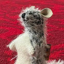 Buy Roo the Kangaroo