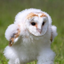 Buy Running Barn Owl