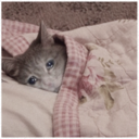 SadCat (SAD) Live Price, Chart and Marketcap