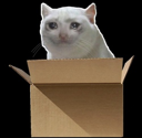 Schrodinger's Coin (MAYBE) Live Price, Chart and Marketcap