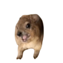 Screaming Hyrax ($MAMA) Live Price, Chart and Marketcap