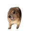 Screaming Hyrax