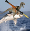 Buy shark raptor rocket launcher