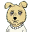 Buy Shibussy