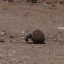 Buy Sisyphean Beetle