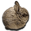 Buy Smol Bun