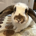 Solport Tom's bunny Lola Live Price, Chart and Marketcap