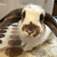Solport Tom's bunny Lola