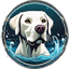 Splash Dog