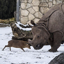 The Alpha Deer