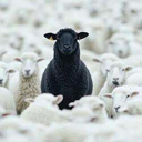 The Black Sheep (BLACKSHEEP) Live Price, Chart and Marketcap