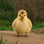 The Chubby Gosling