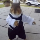 The Dancing Squirrel (BELKA) Live Price, Chart and Marketcap