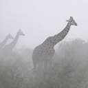 The Giraffes Live Price, Chart and Marketcap