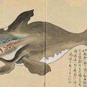 The Japanese Whale (JAPANWHALE) Live Price, Chart and Marketcap