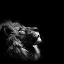 The Lion Live Price, Chart and Marketcap