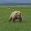 Buy The Mercy Of The Bear