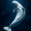 Buy The Shredded Whale