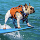 The Surfing Frenchie (DALE) Live Price, Chart and Marketcap
