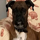 The Voter Dog (MAYA) Live Price, Chart and Marketcap