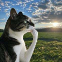 Thinking Cat (HMM) Live Price, Chart and Marketcap